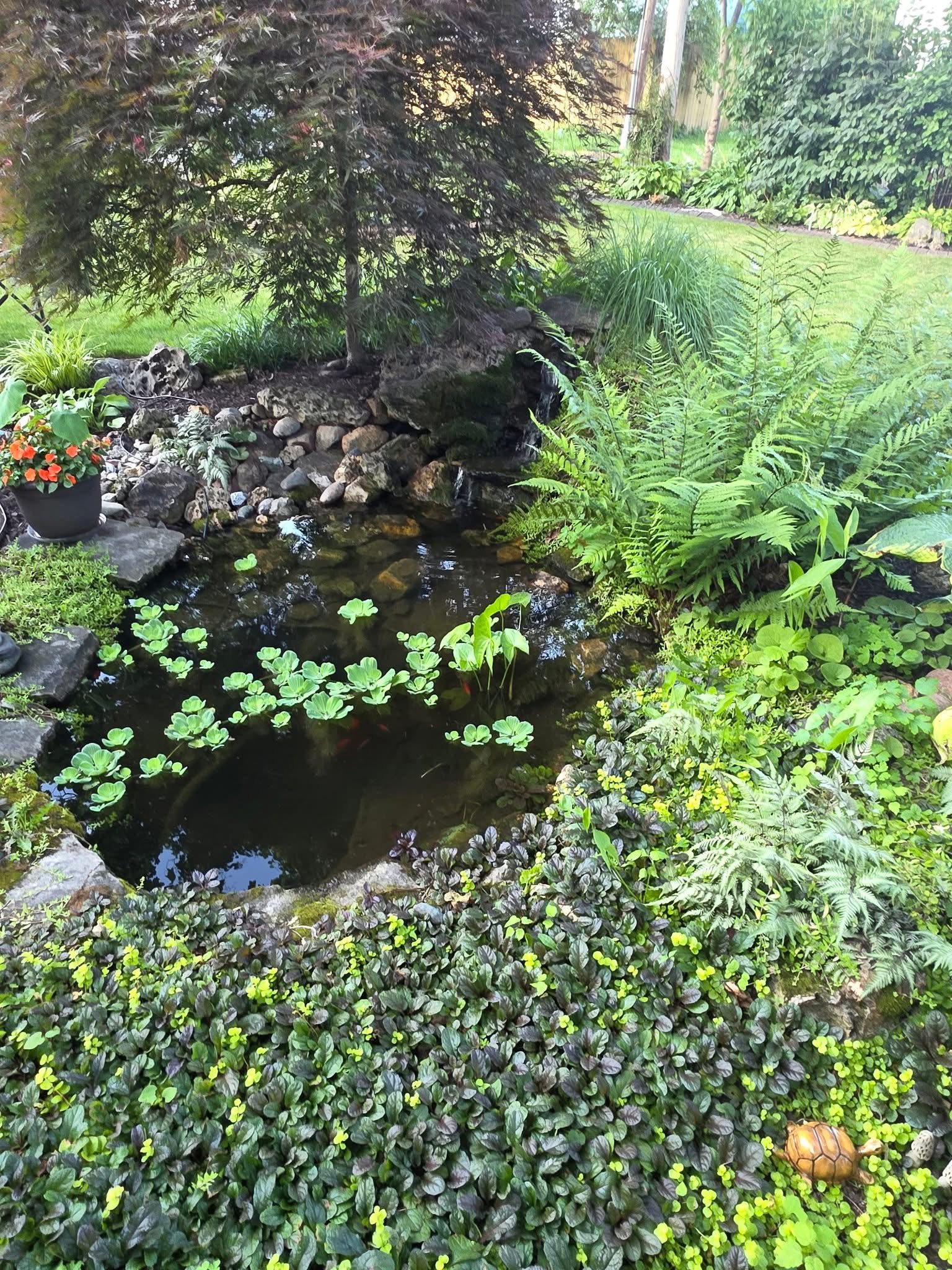 Garden photo