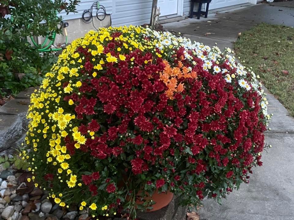 Garden photo