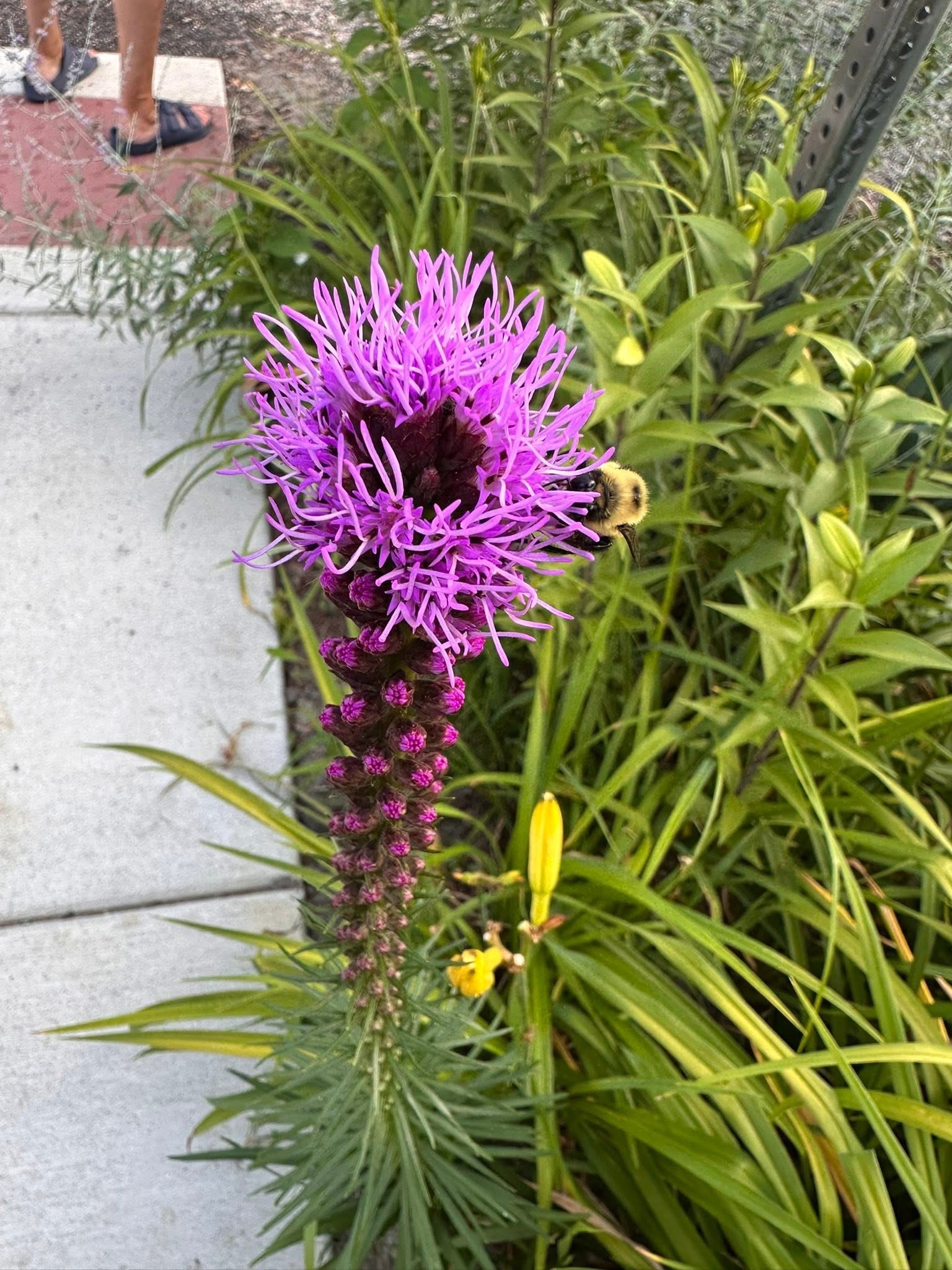 Garden photo