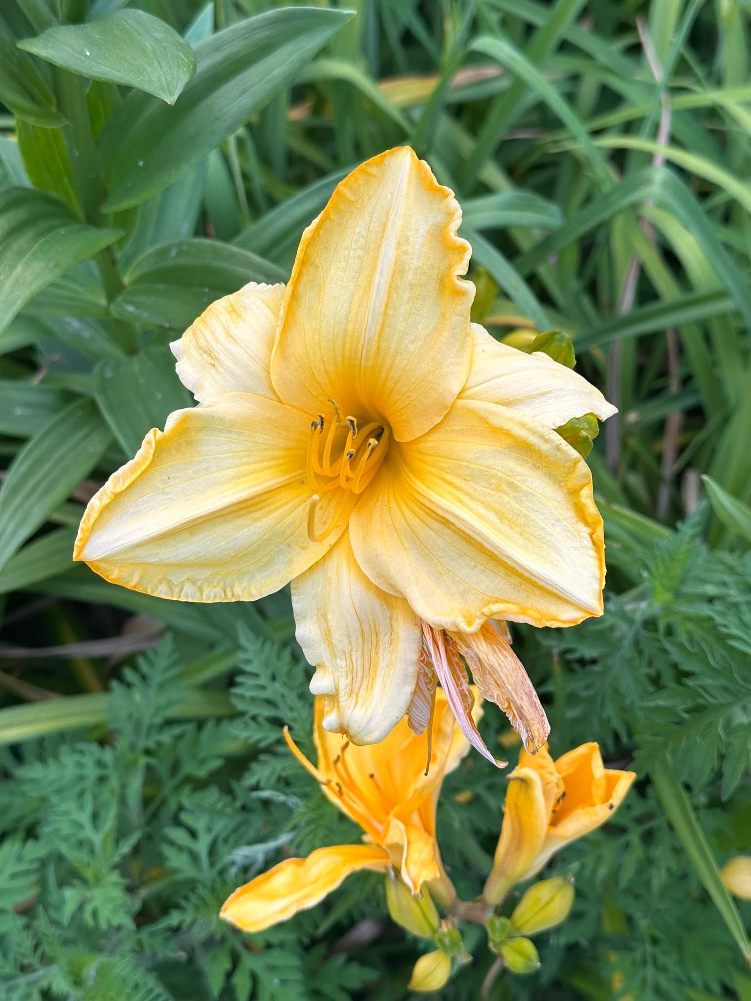 Garden photo