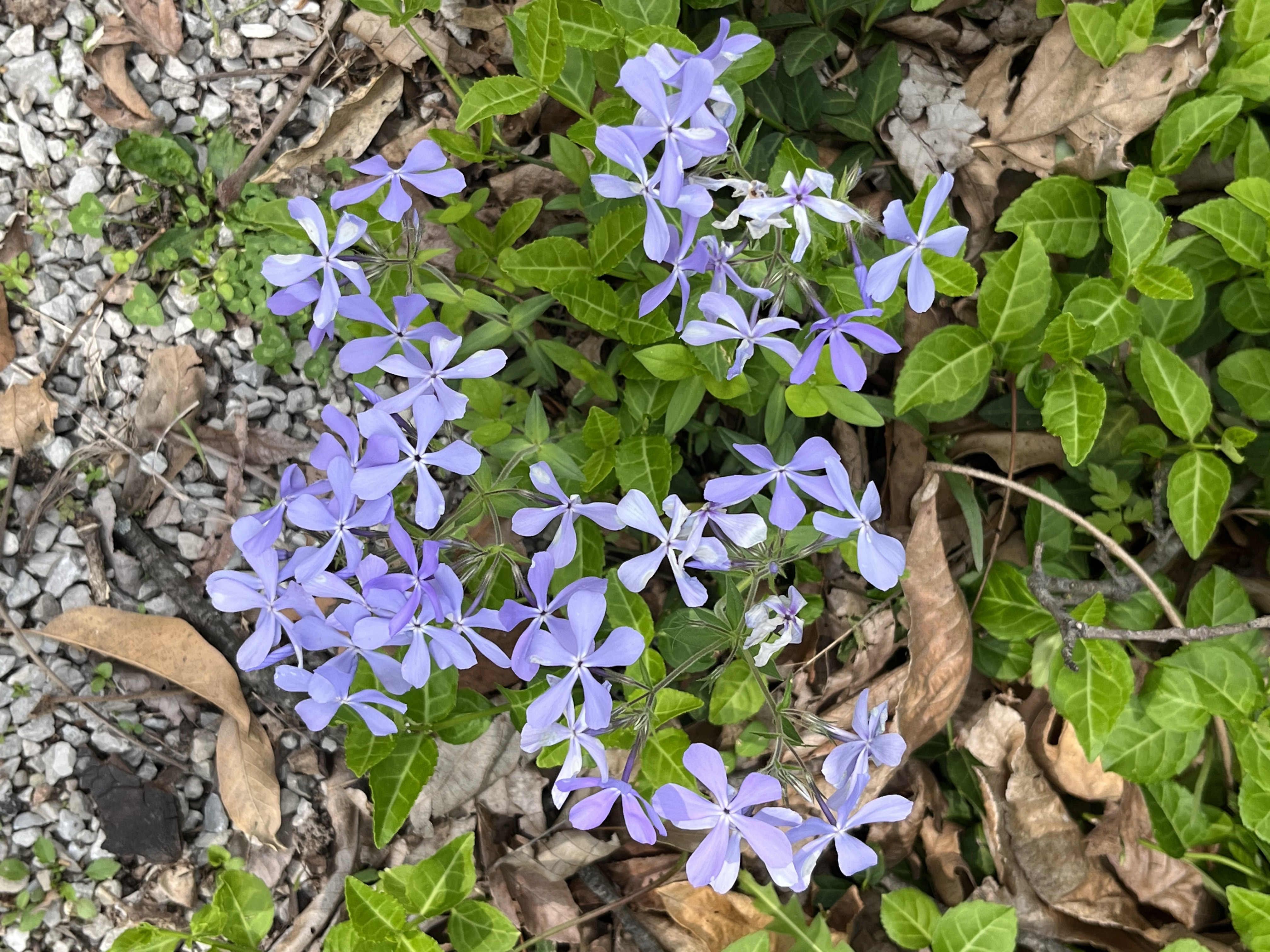 Garden photo