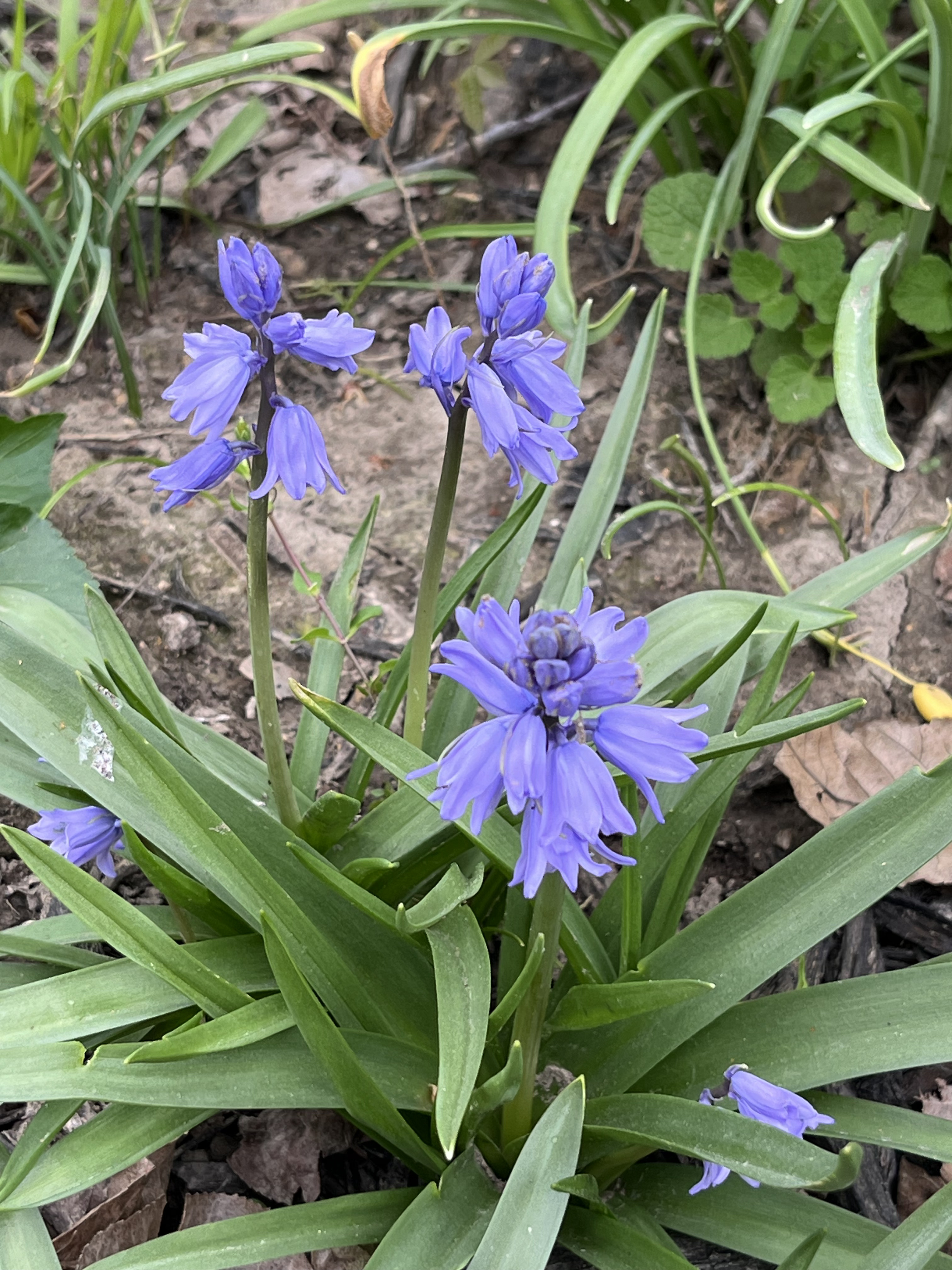 Garden photo